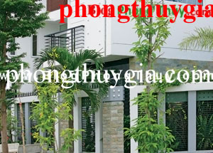 cay phong thuy